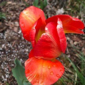 Meet your Posher, Helen